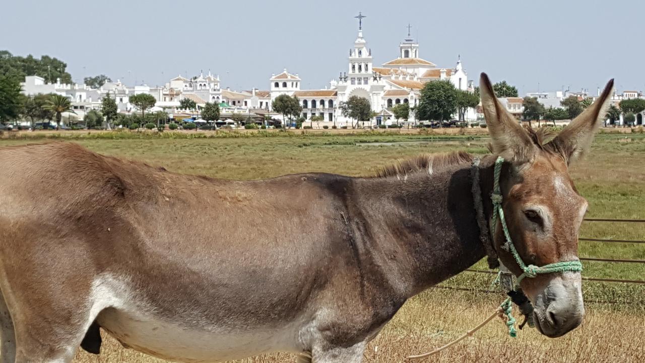 Hospederia Rural Las Buganvillas 埃尔罗西奥 外观 照片